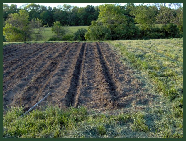 Picture of garden