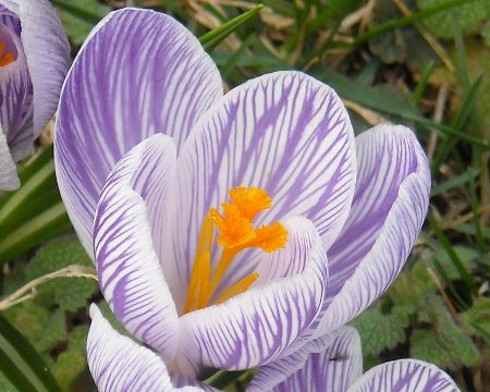 Crocus